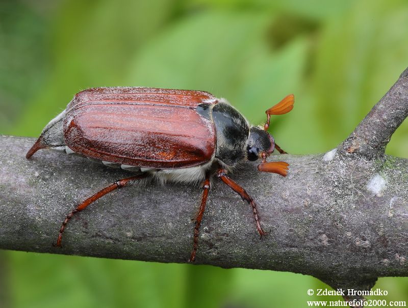 Chroust obecný, Melolontha melolontha, Scarabaeoidea (Brouci, Coleoptera)